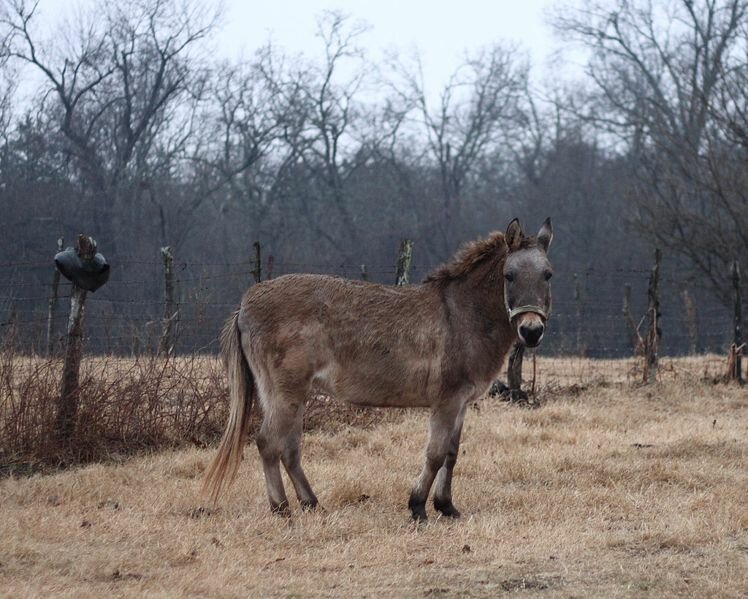 horses mating pics. horses mating with donkey. a