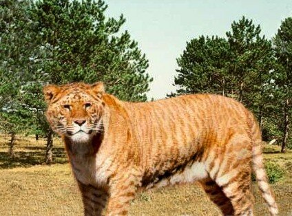 the liger