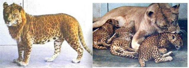 Leopon