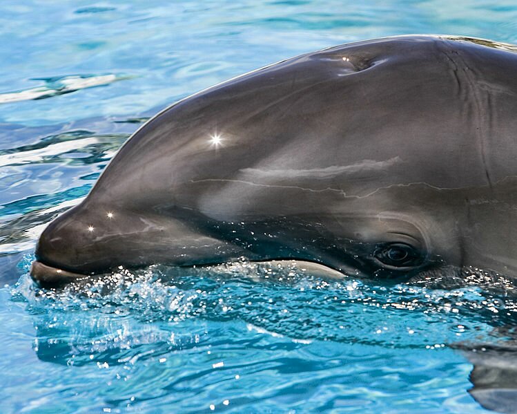 wholphin.jpeg