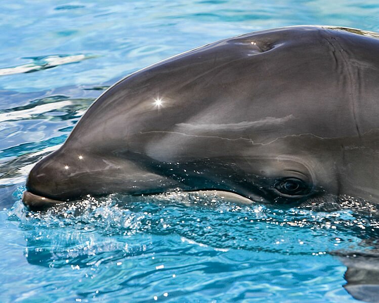 С ума сойти-как красиво!!! - Страница 2 Wholphin