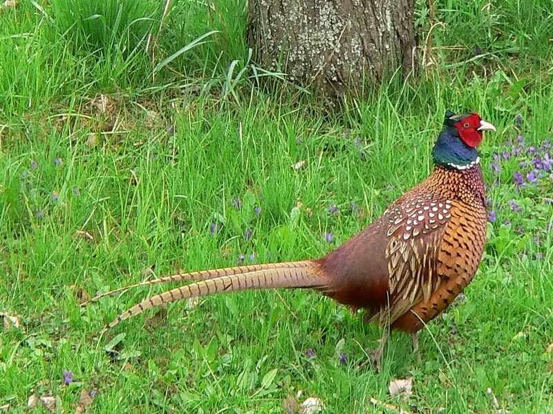 Hybrid Pheasant