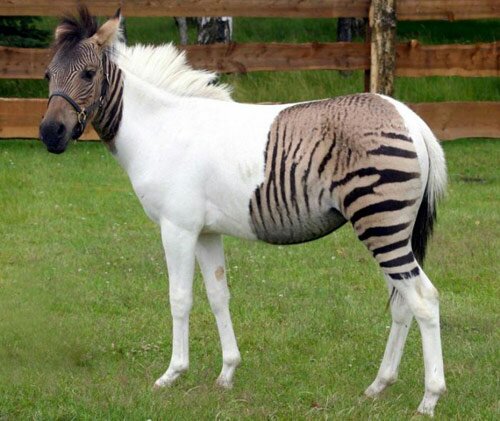 Zorse